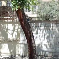 240-متر-کلنگی-تهرانو-مهراور