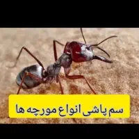 سمپاشی صداقت را با اطمینان انتخاب کنید سم پاشی|خدمات نظافت|زاهدان, |دیوار