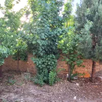 خانه و زمین در بیضا|فروش زمین و ملک کلنگی|بیضا, |دیوار