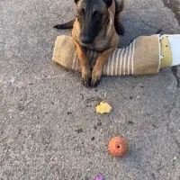 مربی و رفتارشناس سگ ها با مدارک بین المللی|خدمات آموزشی|کرج, فاز ۱ مهرشهر|دیوار