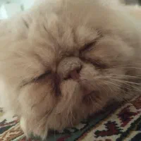 گربه پرشین کت|گربه|بجنورد, |دیوار