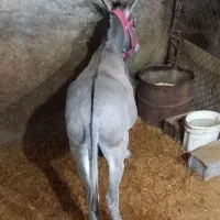 الاغ نر|حیوانات مزرعه|فشم, |دیوار