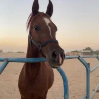 فروش اسب