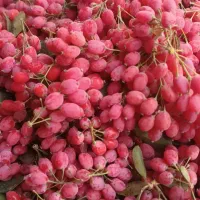 زرشک آبدار و شیرین قاینات