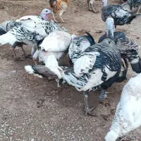 فروش بوقلمون محلی نر و ماده|حیوانات مزرعه|اندیمشک, |دیوار