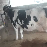 گاو شیری وگوساله ماده داشتی|حیوانات مزرعه|لالی, |دیوار