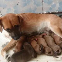 واگذاری توله پامر