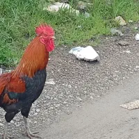 خروس هفت رنگ جنگلی قلم سبز اصیل