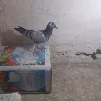 کفتر|پرنده|مشهد, یاس|دیوار