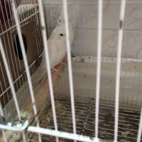 عروس هلندی آلبینو|پرنده|گرگان, |دیوار