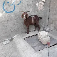 یک عدد بز سالم|حیوانات مزرعه|بروجرد, |دیوار