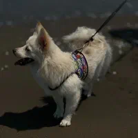 واگذاری رایگان پامر