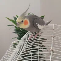 عروس هلندی|پرنده|خرمآباد (تنکابن), |دیوار