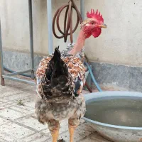 خروس نژاد دار گردن‌لخت ابلق ۸ ماهه سرحال و سالم