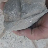 فسیل|کلکسیون اشیاء عتیقه|بیرجند, |دیوار