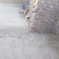 سگ پاکوتاه بازی گوش|سگ|زاهدان, |دیوار