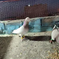 گرفتنی|پرنده|نیشابور, رحمت آباد|دیوار