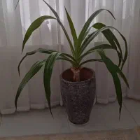 گل سوسن عنکبوتی