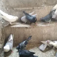 کفتر|پرنده|قم, کیوانفر|دیوار