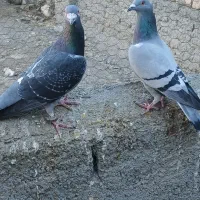 دوجفت کبوترالمانی