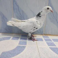 کبوتر رنگی و دورگ|پرنده|بهبهان, |دیوار