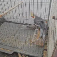 عروس هلندی|پرنده|بندرعباس, |دیوار