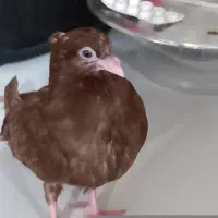 کبوتر صرب اصیل