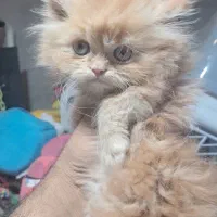 پرشین های دوماهه