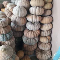 کدو انجیری ضیابر خوشمزه و خوش طعم