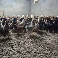 جوجه ۱۳ روزه ساده و کاکلی وگردن لخت عمده و‌خرده
