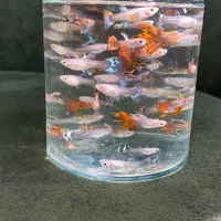 ماهی گوپی بالغ و بچه|ماهی|هشتگرد, شهرک آفتاب|دیوار