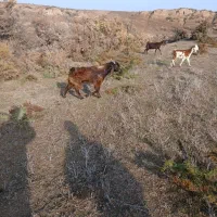 بزغاله نر جوان چاق