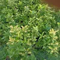 شمشاد طلایی