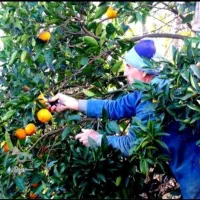 کارگر برای نارنگی چینی هستیم