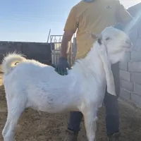 نر بز گلابی