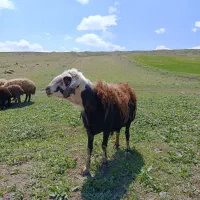 قوچ دامازدخ