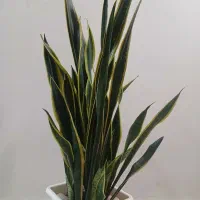 گل سانسوریای ابلق