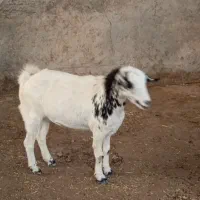 بز صلاله دورگ ابستن