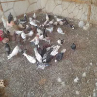 ۳۰ جفت کفتر فروشی