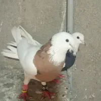 سلام به دوستان عزیز کبوتر سرحال