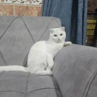 گربه بریتیش|گربه|قشم, |دیوار