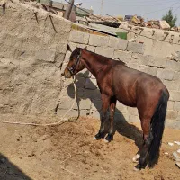 حیوانات|حیوانات مزرعه|هیرمند, |دیوار