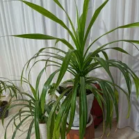 گل پاندانوس خیلی بزرگ و غول پیکر|گل و گیاه طبیعی|نیشابور, امام|دیوار