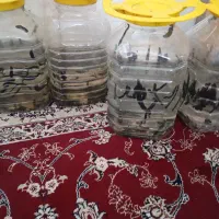 زالو ۷سانت تا ۱۴سانت