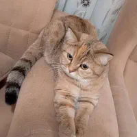 گربه ماده ۹ ماهه