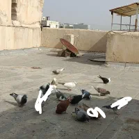 کبوتر رنگی و پلاکی و دورگ دارم همه فقط ۳۵۰۰