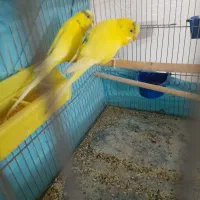 مرغ عشق نر تک رنگ خاص جفت بالغ معاوضه بامرغ