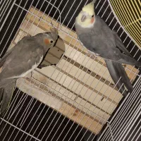 عروس هلندی مولد به شرط جوجه دهی|پرنده|کرج, شهرک سهرابیه|دیوار