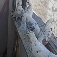 کبوتر پرشی|پرنده|پردیس, فاز ۱۱|دیوار