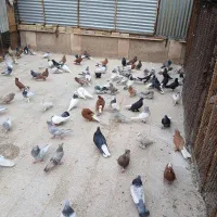 کفتر همه مدل|پرنده|شیراز, فخرآباد (دروازه کازرون)|دیوار